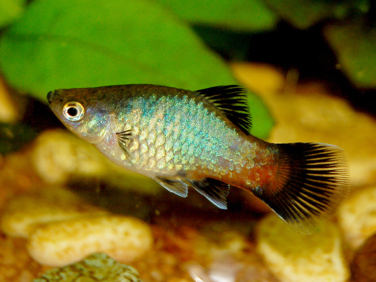 Platy (Xiphophorus maculatus)
