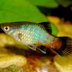Platy (Xiphophorus maculatus)