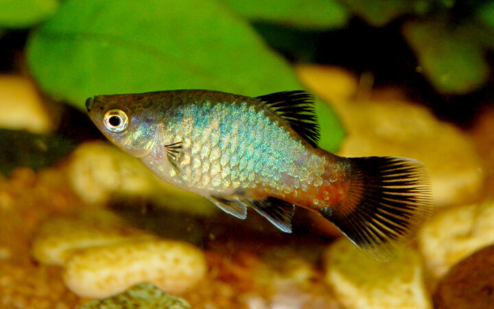 Platy (Xiphophorus maculatus)