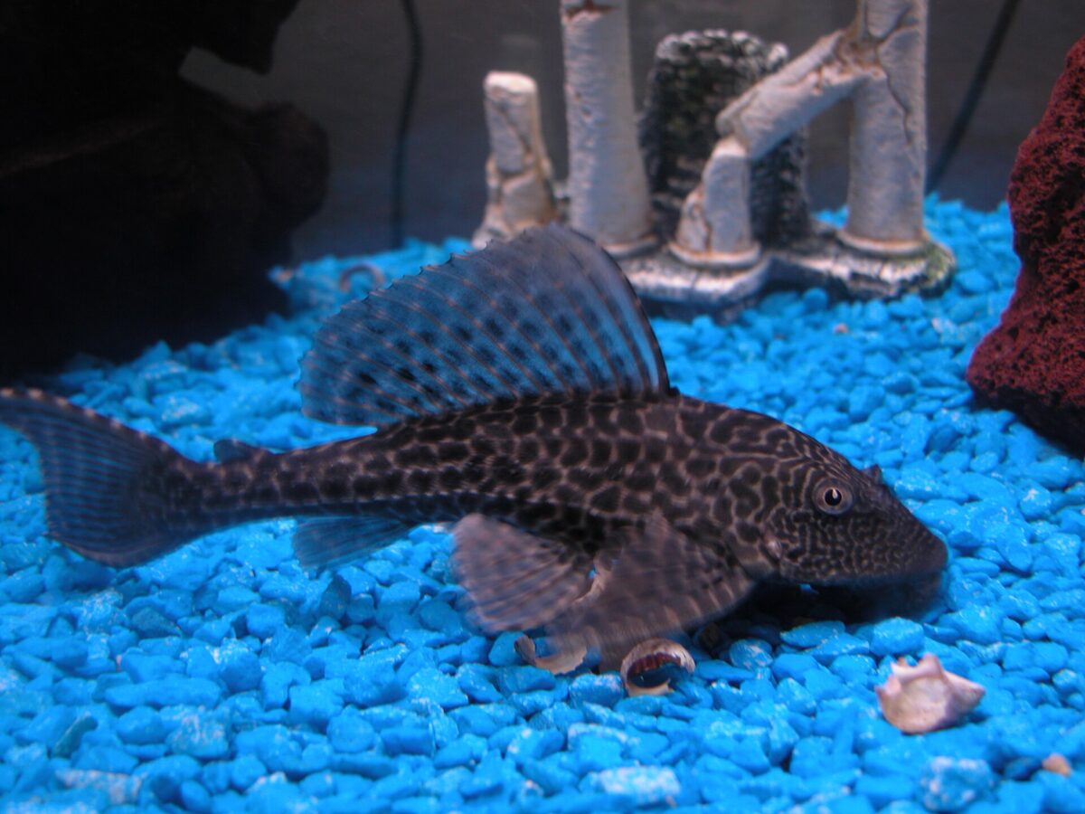 Vatoz (Pleco) (Pterygoplichthys pardalis)