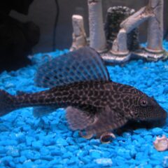 Vatoz (Pleco) (Pterygoplichthys pardalis)