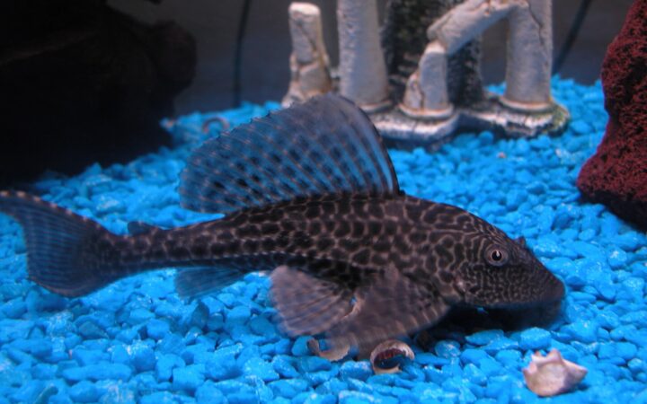 Vatoz (Pleco) (Pterygoplichthys pardalis)