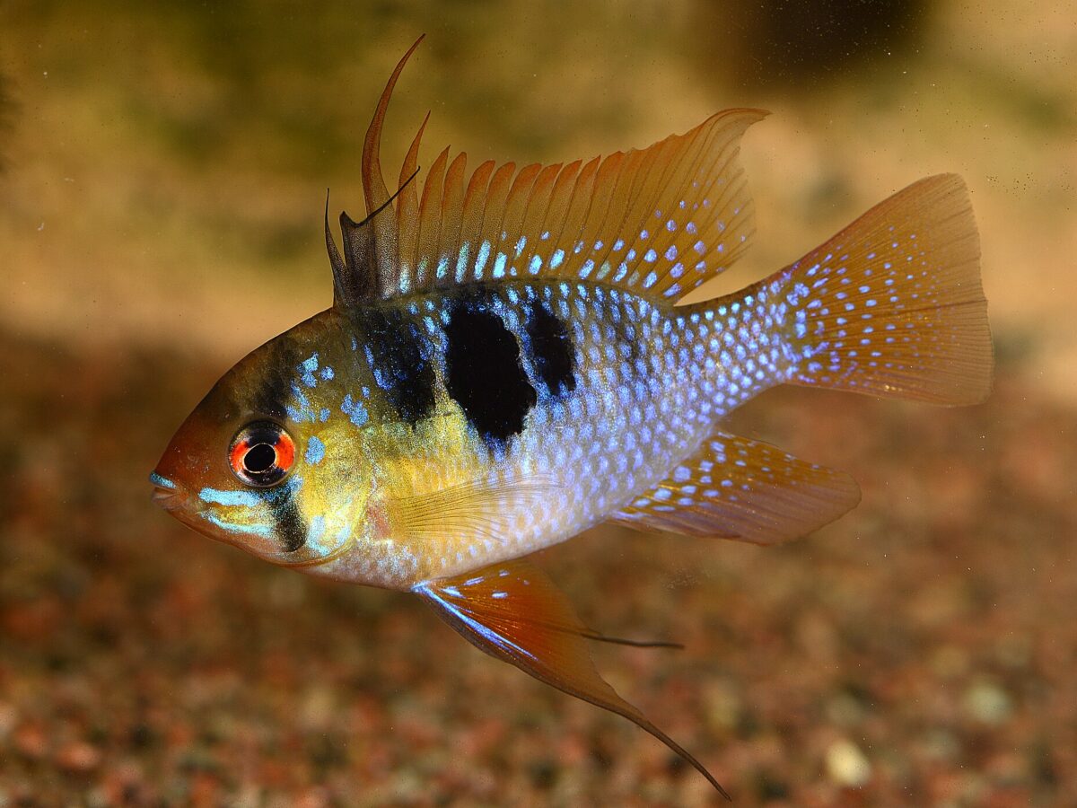 Ram Çiklidi (Mikrogeophagus ramirezi)