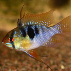Ram Çiklidi (Mikrogeophagus ramirezi)
