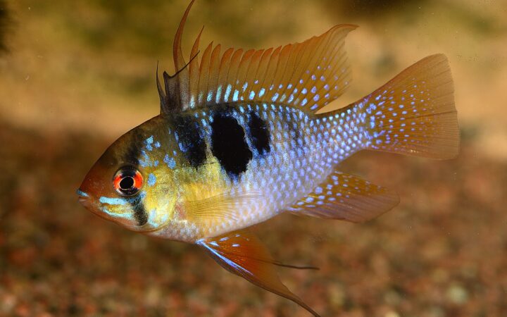 Ram Çiklidi (Mikrogeophagus ramirezi)