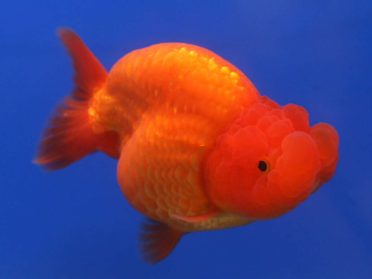Ranchu (Carassius auratus (ranchu varyetesi))