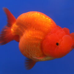 Ranchu (Carassius auratus (ranchu varyetesi))