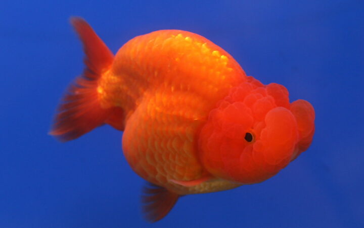 Ranchu (Carassius auratus (ranchu varyetesi))