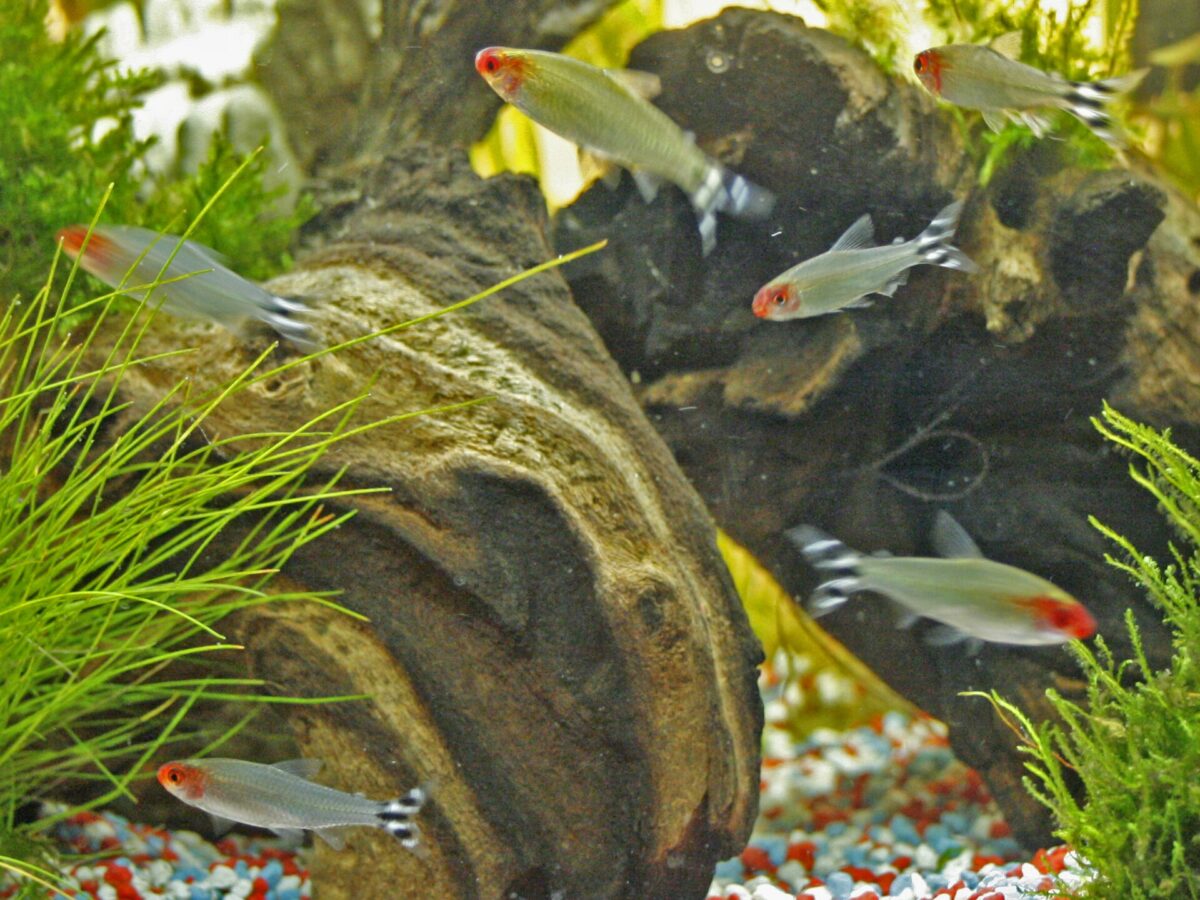Kırmızı Burunlu Tetra (Hemigrammus rhodostomus)
