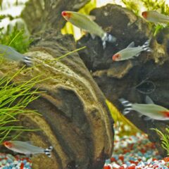Kırmızı Burunlu Tetra (Hemigrammus rhodostomus)