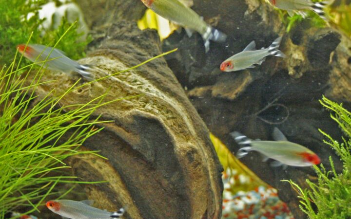 Kırmızı Burunlu Tetra (Hemigrammus rhodostomus)