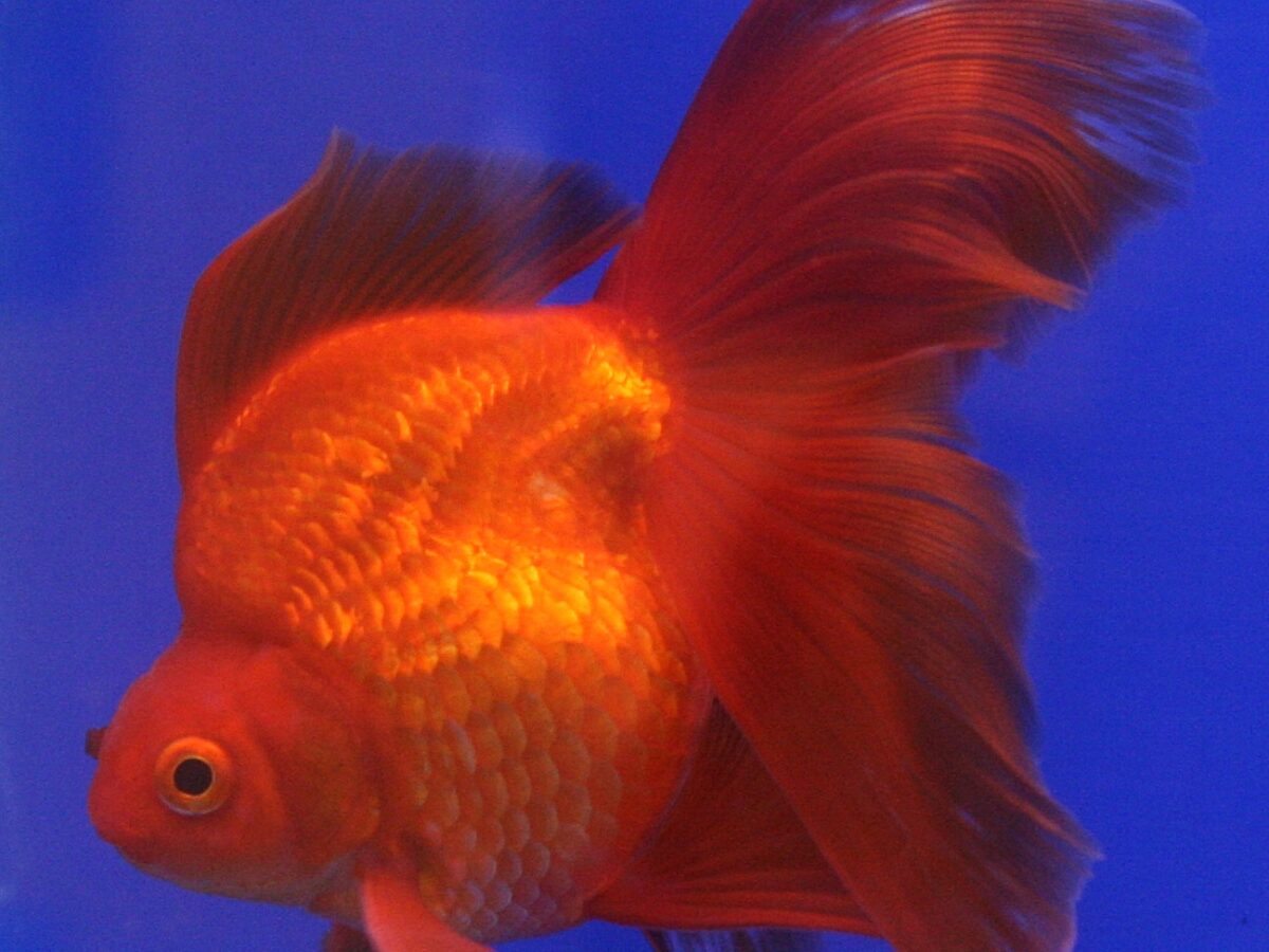 Ryukin (Carassius auratus (ryukin varyetesi))