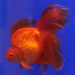 Ryukin (Carassius auratus (ryukin varyetesi))