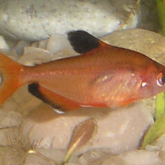 Serpae Tetra (Hyphessobrycon eques)