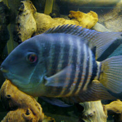 Severum (Heros severus)