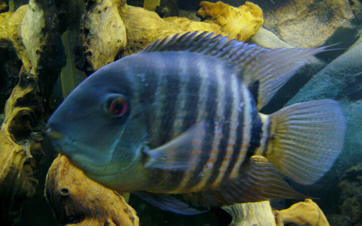 Severum (Heros severus)