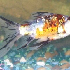Shubunkin (Carassius auratus (shubunkin varyetesi))