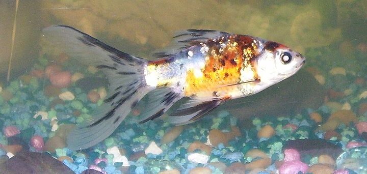 Shubunkin (Carassius auratus (shubunkin varyetesi))