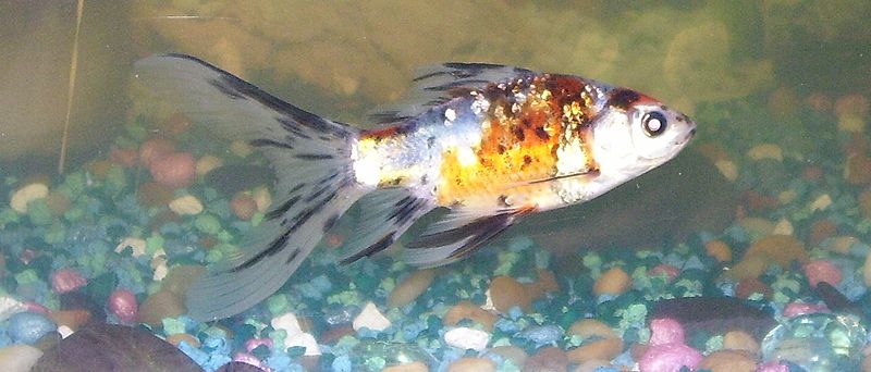 Shubunkin (Carassius auratus (shubunkin varyetesi))