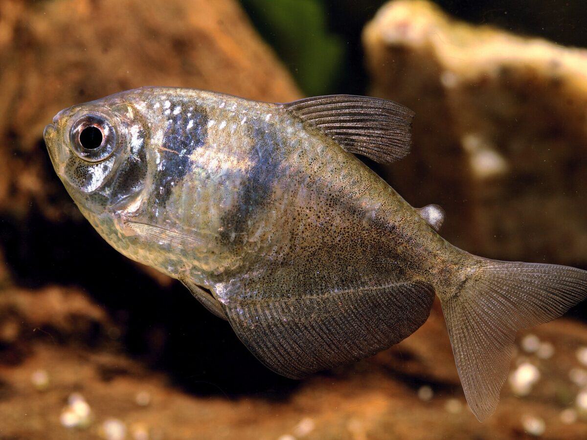 Siyah Etekli Tetra (Gymnocorymbus ternetzi)