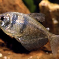 Siyah Etekli Tetra (Gymnocorymbus ternetzi)