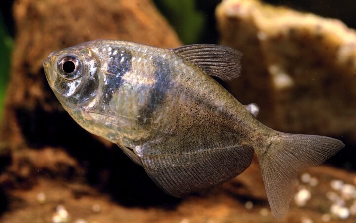 Siyah Etekli Tetra (Gymnocorymbus ternetzi)