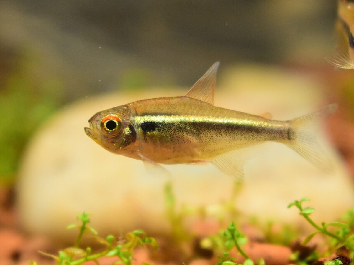 Siyah Neon Tetra (Hyphessobrycon herbertaxelrodi)