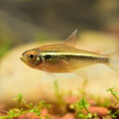 Siyah Neon Tetra (Hyphessobrycon herbertaxelrodi)