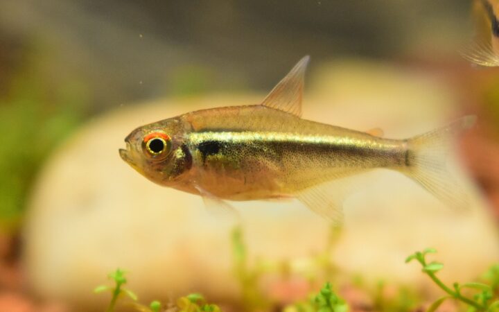 Siyah Neon Tetra (Hyphessobrycon herbertaxelrodi)