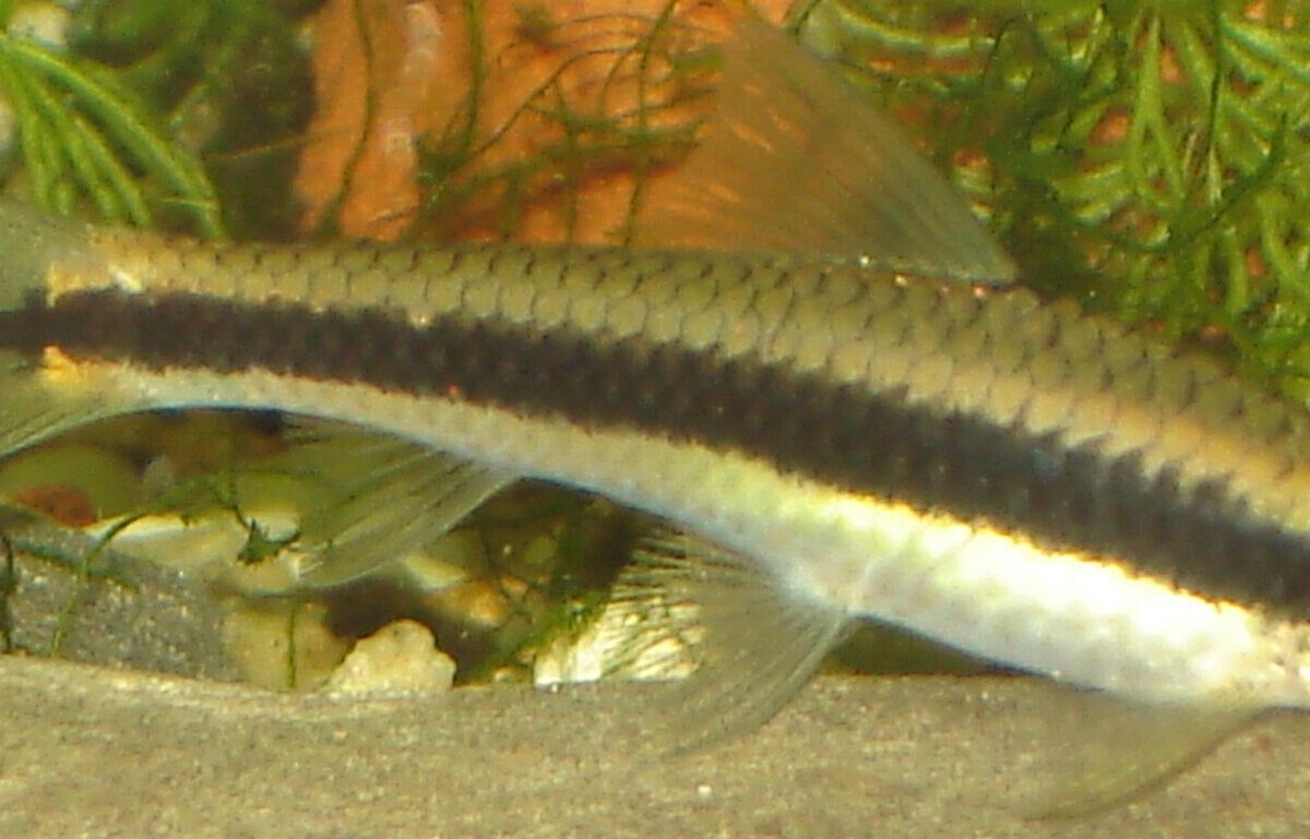 Siyam Yosun Yiyici (Crossocheilus oblongus)