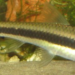 Siyam Yosun Yiyici (Crossocheilus oblongus)