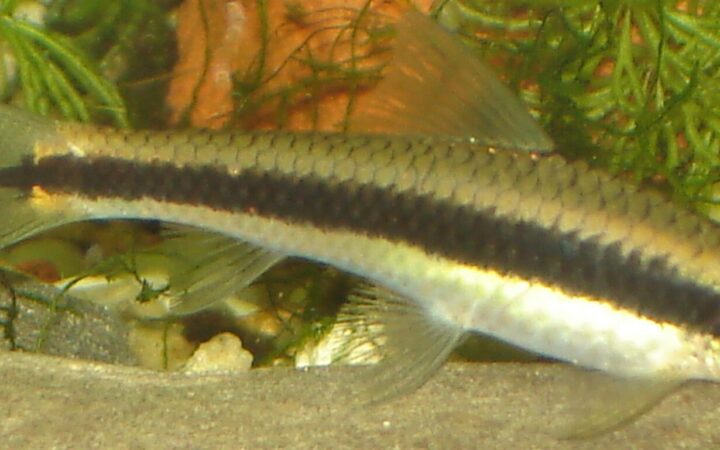 Siyam Yosun Yiyici (Crossocheilus oblongus)