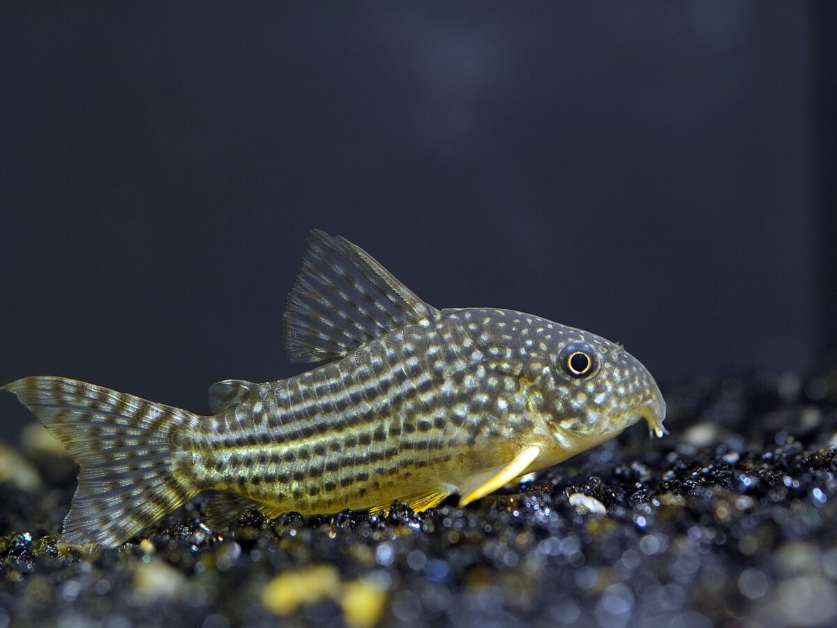 Sterbai Koridoras (Corydoras sterbai)