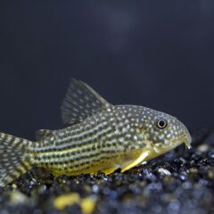 Sterbai Koridoras (Corydoras sterbai)