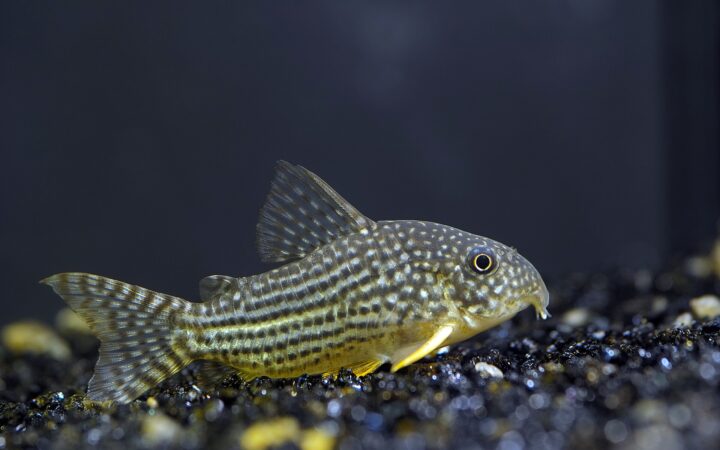 Sterbai Koridoras (Corydoras sterbai)