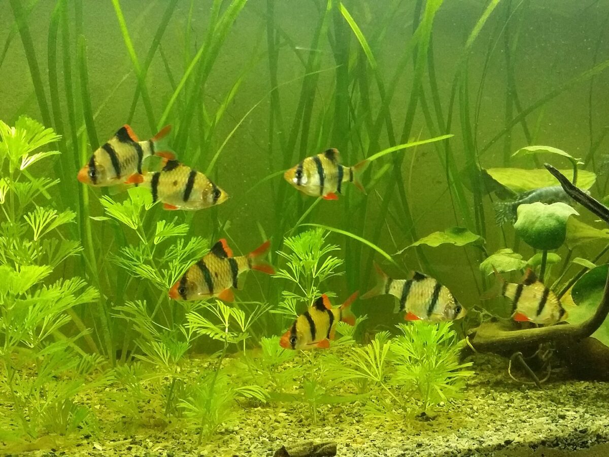Sumatra Barbı (Puntigrus tetrazona)