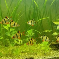 Sumatra Barbı (Puntigrus tetrazona)