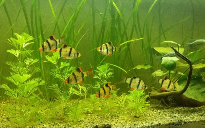Sumatra Barbı (Puntigrus tetrazona)