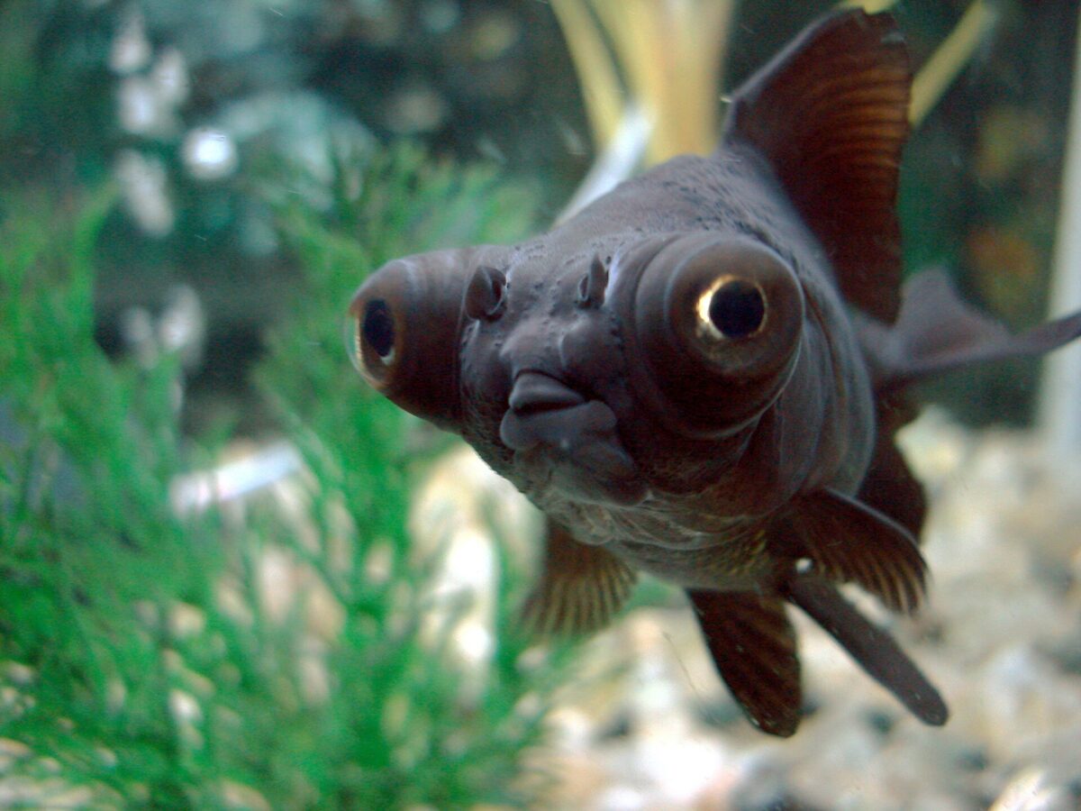 Teleskop Göz (Carassius auratus (teleskop varyetesi))