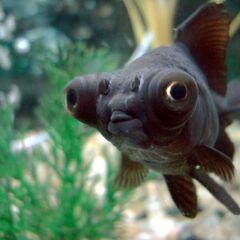 Teleskop Göz (Carassius auratus (teleskop varyetesi))