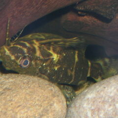 Ters Yüzen Kedi Balığı (Synodontis nigriventris)