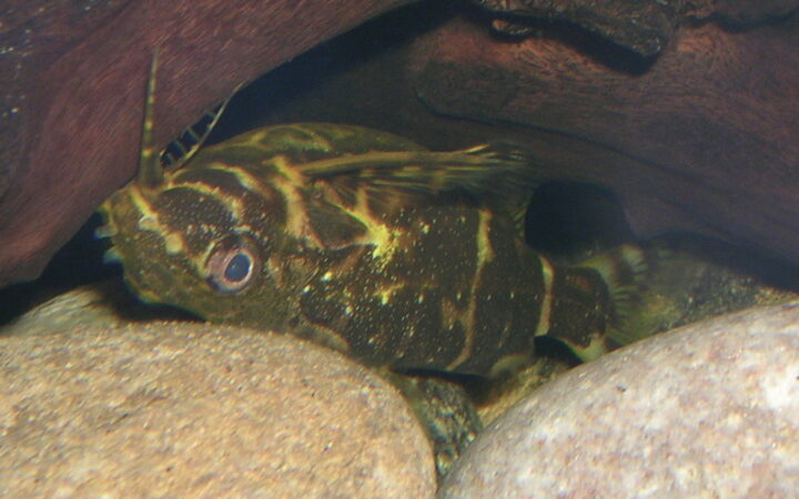 Ters Yüzen Kedi Balığı (Synodontis nigriventris)