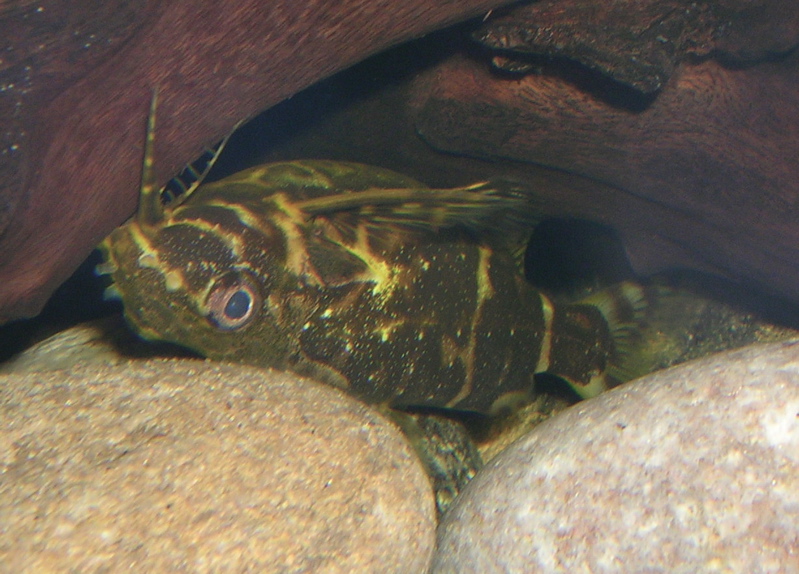 Ters Yüzen Kedi Balığı (Synodontis nigriventris)