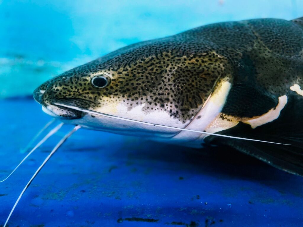 Vatoz (Pleco) Türleri ve Bakımı: Ancistrus, Common ve Zebra Pleco – görsel 1