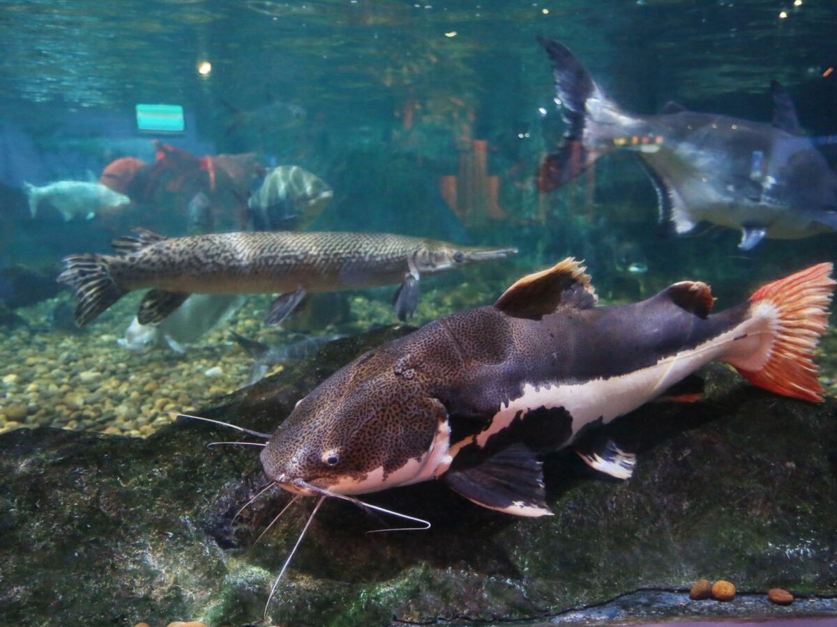 Vatoz (Pleco) Türleri ve Bakımı: Ancistrus, Common ve Zebra Pleco
