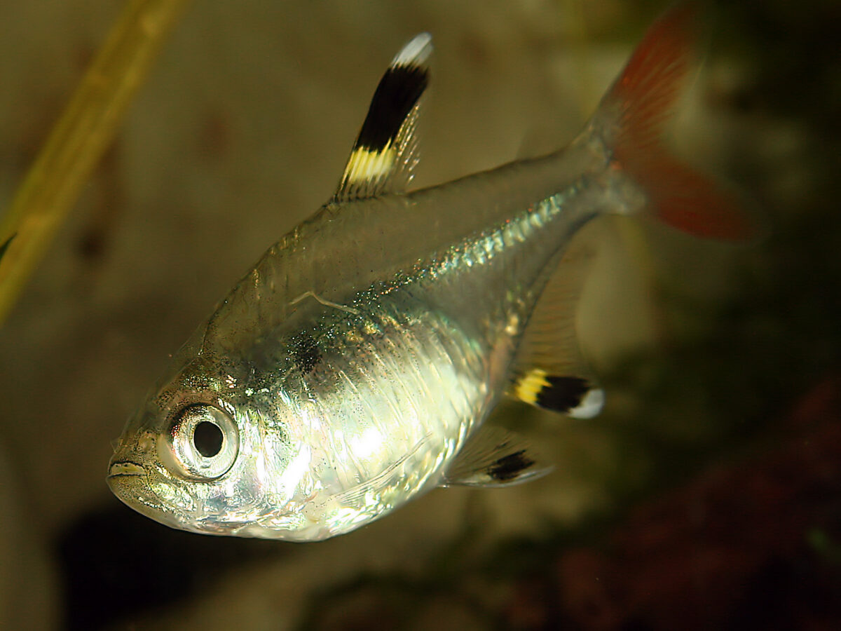 X-Ray Tetra (Pristella maxillaris)