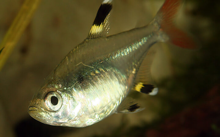 X-Ray Tetra (Pristella maxillaris)