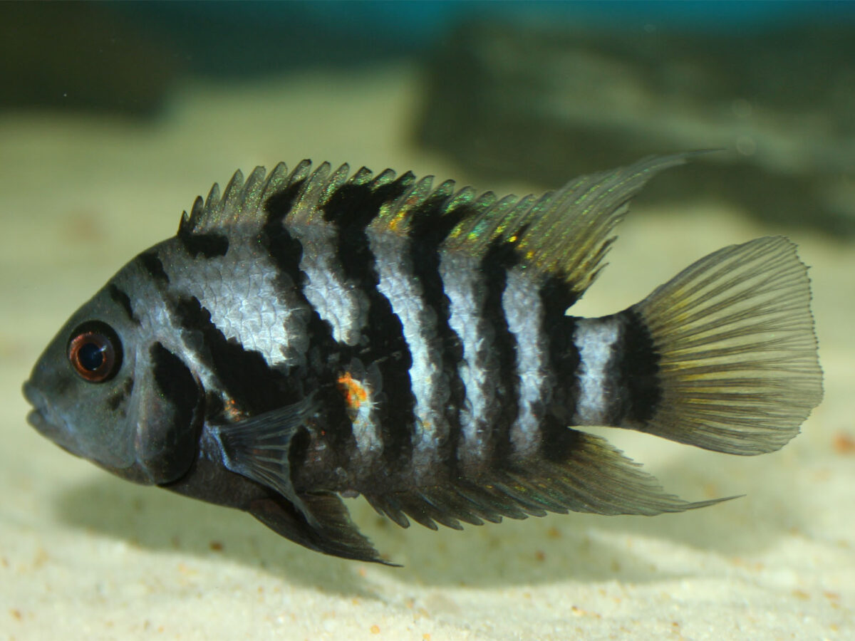 Zebra Çiklit (Amatitlania nigrofasciata)