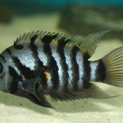 Zebra Çiklit (Amatitlania nigrofasciata)
