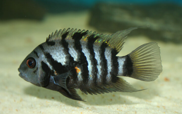 Zebra Çiklit (Amatitlania nigrofasciata)